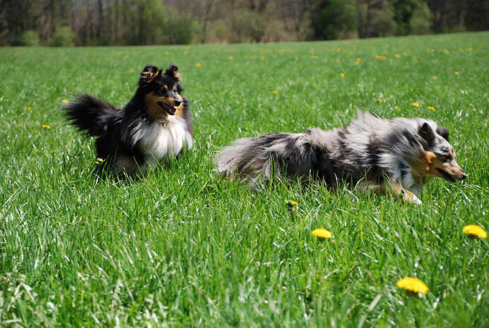 Lady und Julie