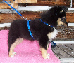 Joy Black Beauty von Monrei