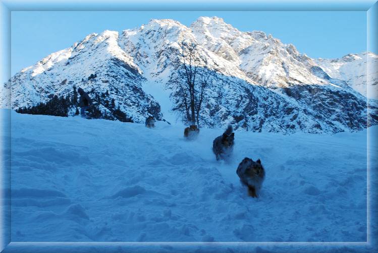 Monrei-Shelties rennen den Berg hinab