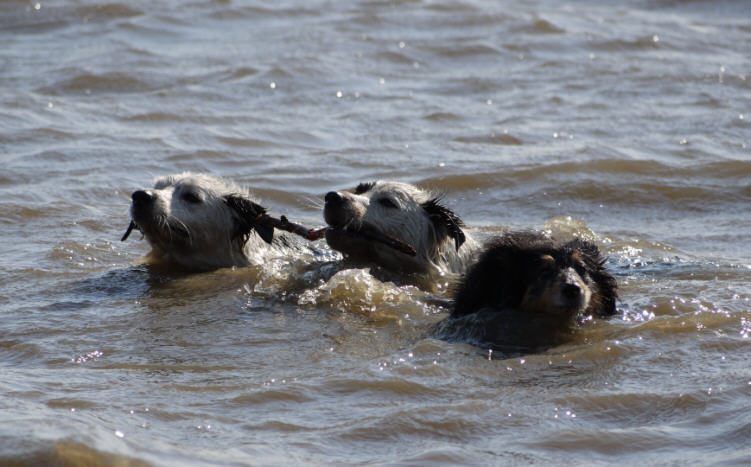 Felina mit ihren Freunden im Wasser
