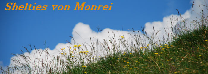 Banner Shelties von Monrei