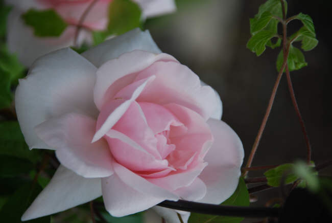 Eine Rose für Harriet