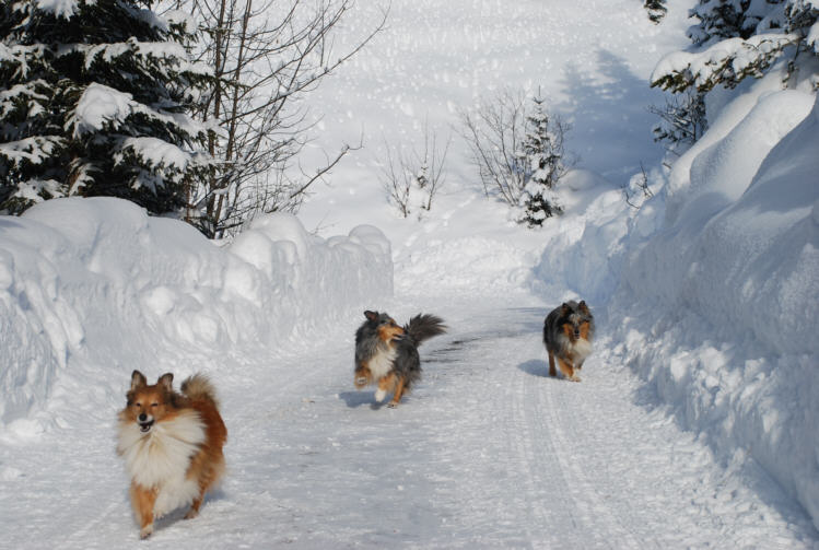 Monrei-Shelties mit Vollgas in das Jahr 2012