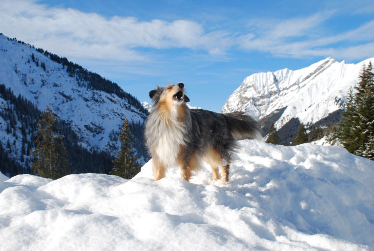 Die Sheltie-Jodlerin