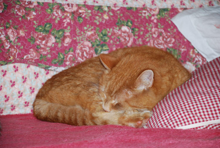 Balou schl&auml;ft