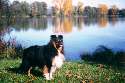 Freely am Happinger See