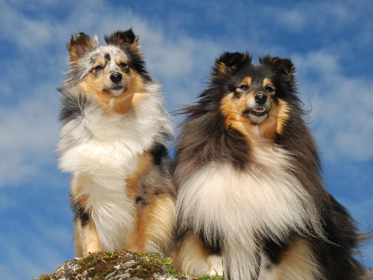 Monrei-Shelties grüßen zu Weihnachten