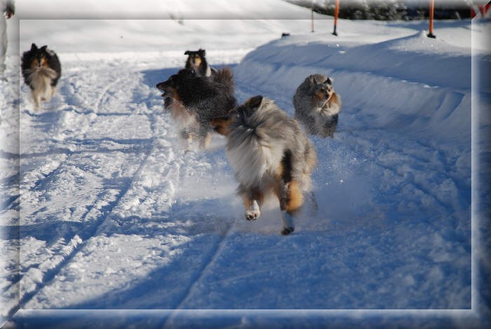 Shelties von Monrei mit Volldampf ins neue Jahr