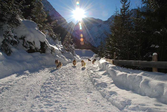 Shelties von Monrei