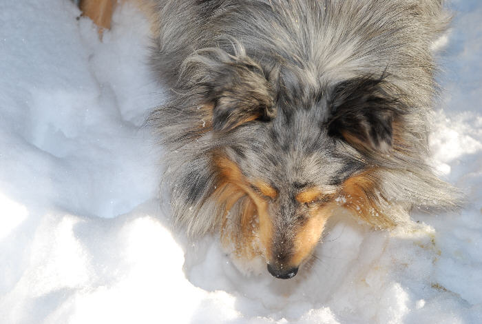 Scarlett sucht die Mäuse im Schnee