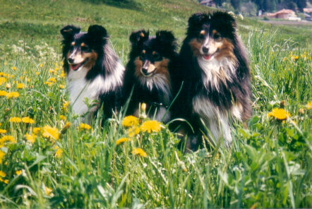 Monrei-Shelties: Maggie, Belinda und Arina