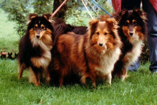 Shelties vom Langauenfeld: Odo, Vastel und Nena