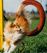 Marilyn at Agility