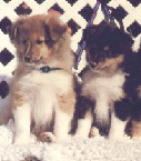 Marilyn's puppies Giovanni and Lady