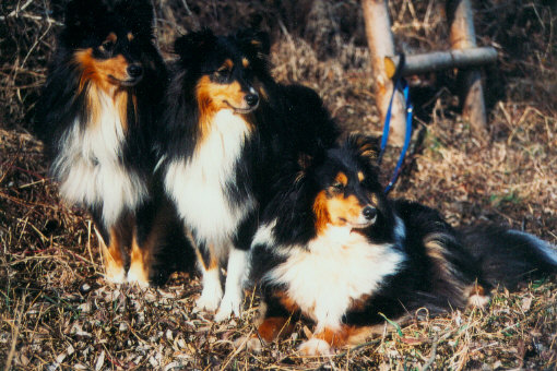 Timmy, Hanky-Panky und Harriet