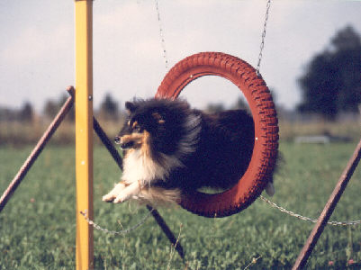 Captain Jamie beim Agility