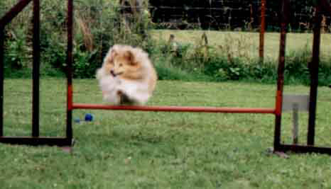 Marilyn beim Agility